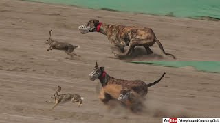 Fearless greyhounds chasing hare [upl. by Luamaj499]