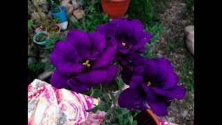 Cuidados del Lisianthus  Eustoma grandiflorum  Eustoma  Lisianto [upl. by Gaw502]