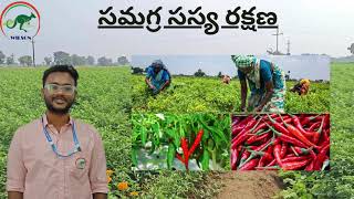 IPM IN CHILLI మిరపలో సమగ్ర సస్య రక్షణ [upl. by Enitsirhc]