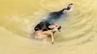 Dog Risks His Life Saving a Deer from Drowning What Happens Next Is Unbelievable [upl. by Runck]