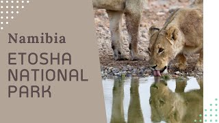 Etosha National Park [upl. by Trinidad179]