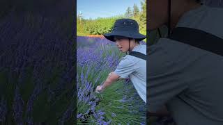 Lavender farm summerbreak 2024 shorts farm lavender vacation [upl. by Jeraldine]