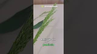 INFLORESCÊNCIA BRACHIARIA X PANICUM manejodepasto pastagem pecuaria pasto [upl. by Hola]