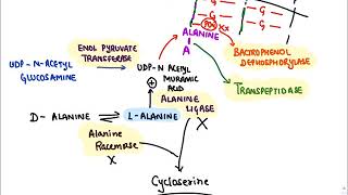 Anti microbials Cell Wall Synthesis Inhibitors sample [upl. by Giglio]