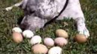 PitBull and Easter Eggs Pit Bull Sharky and Chicks wwwHelensPetscom [upl. by Clarissa]