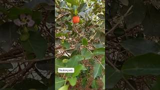 Pé de acerola plantado desde a semente acerola vitaminac vitaminac [upl. by Attenol]