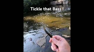 Deadly Tickler  fishing bassfishing shortvideo bass shorts viralvideo viral fyp trending [upl. by Emelyne]