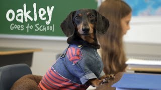 Ep 10 OAKLEY GOES TO SCHOOL  Cute Dog Video School Day [upl. by Donough]