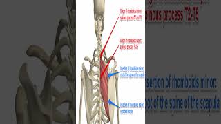 Anatomy Rhomboid Major and Rhomboid Minor Rhomboids Shorts [upl. by Ardnahs]