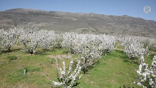 Cerezo en flor Valle del Jerte Floración 2015 [upl. by Jarib297]