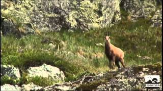 Dhitë e egra në Bjeshkët e SharritChamois in the Sharr mountains [upl. by Acireh43]