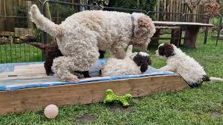 Lagotto Romagnolo cleo 18Monate alt spielt mit den Welpen [upl. by Gabbey]