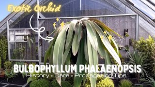 Exotic Orchids Unveiled  Bulbophyllum phalaenopsis [upl. by Nirej]