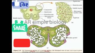 ts of anther microsporangium [upl. by Surtimed774]