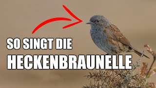 Heckenbraunelle  Vogelstimmen lernen [upl. by Okomot421]