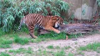 Incredible Tiger Roar at the Zoo [upl. by Crin15]