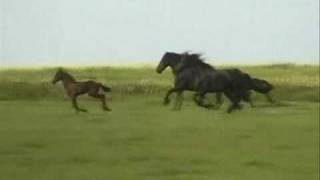 Friesian Horses Running Free [upl. by Benjy501]