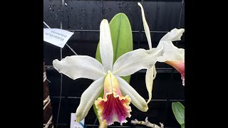 Cattleya Blossfeldiana amp Brazil Update [upl. by Jacy396]