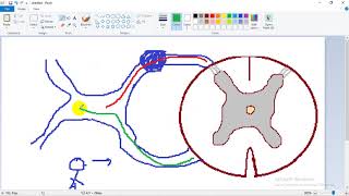 ASCENDING TRACTS 1  dr Laila   Lateral Spinothalamic  الجهاز العصبي [upl. by Ancelin]