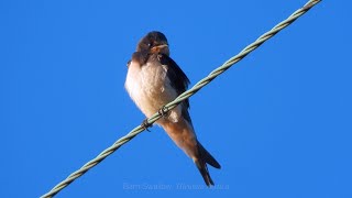 Goldcliff Birding 208  Curlew Swallow Ruff [upl. by Eeleimaj]