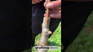 Simple grafting fruit tree l grafting shorts [upl. by Rocca]