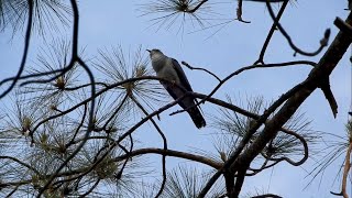 Cuckoo Bird Sound  Himachal Pradesh India [upl. by Vipul262]