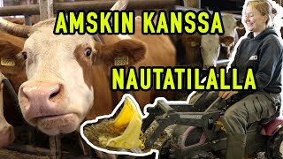 Amskin kanssa nautatilalla  Reikon Nautatila [upl. by Bellina336]