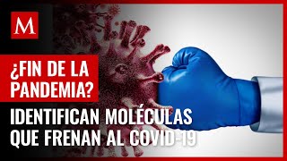 ¿Ya no habrá contagios Identifican moléculas que frenan la entrada del covid19 en células [upl. by Ahtivak492]