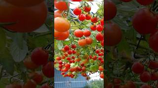 Growing Tomatoes in plastic bottles for high yields surprisingly easy garden grow shorts plant [upl. by Valente]