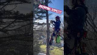 Dropping tops treeservicesnearme treecare treeremovalservices oaklandcounty arborist [upl. by Eide]