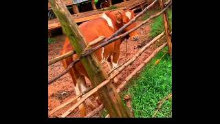 Cow rejects my treats 😅animals viral shorts [upl. by An]