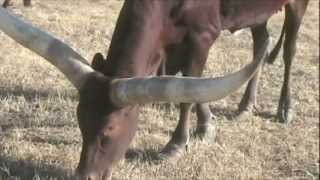 Dead Broke Ranch Watusi and Gyr Brahman Cattle [upl. by Farman]