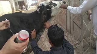 Metabolic Disorder  MetaBolic Disorder in Cow  Animal Treatment  2019 [upl. by Aniroc]