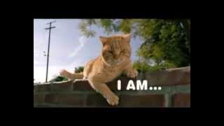 Iams Cat Advert [upl. by Charron]