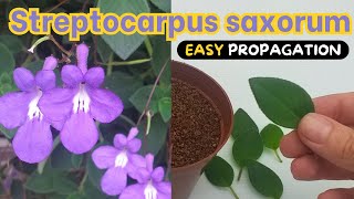 Streptocarpus saxorum  2 BEST ways to Propagate [upl. by Ardnohsed294]