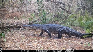 Swamp Trail Camera Pickup [upl. by Aihsaei]