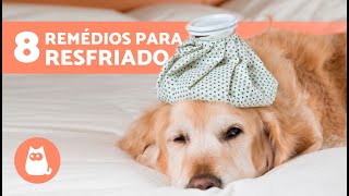 8 REMÉDIOS CASEIROS PARA RESFRIADO EM CÃES 🐶✅ Como CURAR RESFRIADO EM CÃES [upl. by Hoj]