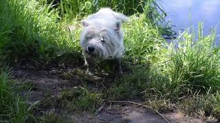 West Highland White Terrier Westie B0bby Happy Time [upl. by Flam]