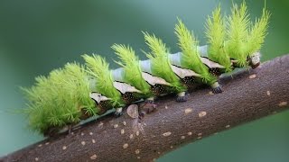 Saturniidae Hemileucinae Automeris naranja [upl. by Nahtad785]