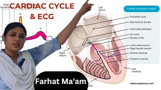 11th Science quotUnderstanding the Cardiac Cycle and ECG A Comprehensive Guidequot [upl. by Selfridge]