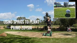 Sprigging Primo Zoysia  How to use a Lawn Renovation to Transplant a New Lawn [upl. by Edmon]