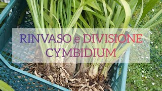 Dividere e rinvasare orchidea Cymbidium esemplare xxl [upl. by Valleau]