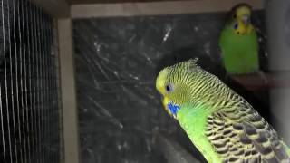 How To Take Care Of A Budgie In Summer  How To Care For A Bird UrduHindi [upl. by Llebyram]