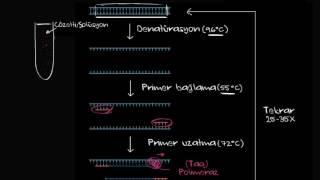 Polimeraz Zincir Reaksiyonu  PCR Biyoloji  Biyomoleküller [upl. by Nickolaus]