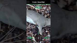 Trumbull County deer found by drone [upl. by Kcitrap]