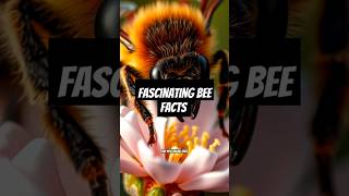 Africanized Honey Beesfacts [upl. by Rehpotsirc95]