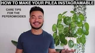 How To Care For Pilea Peperomioides  Houseplant Care Tips [upl. by Venita]