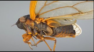 Cicada Specimens from the UConn Library Digital Imaging Lab [upl. by Matheson333]