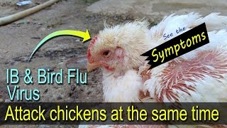 Bird Flu Symptoms in Chickens 鳥 インフルエンザ 症状 Vet student Vet Tech Learn at poultry ranch [upl. by Hourihan]