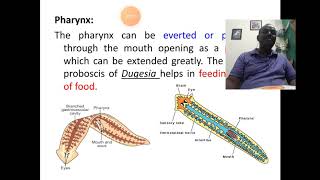 Planaria Digestive System [upl. by Cadell]